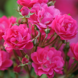 Roşu mușcată - trandafir pentru straturi Polyantha